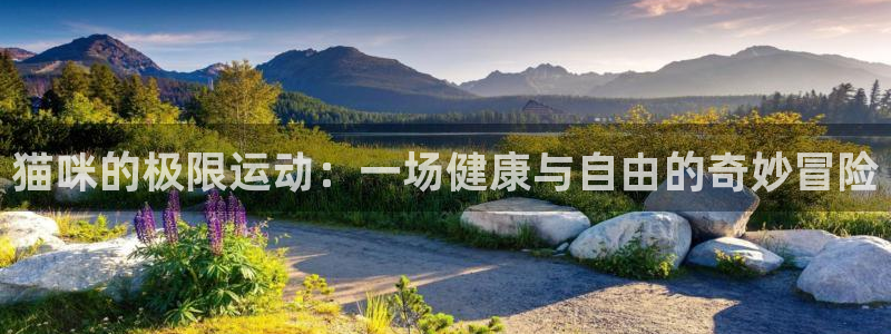 182体育app官方网站：猫咪的极限运动：一场健康与自由的奇妙冒险
